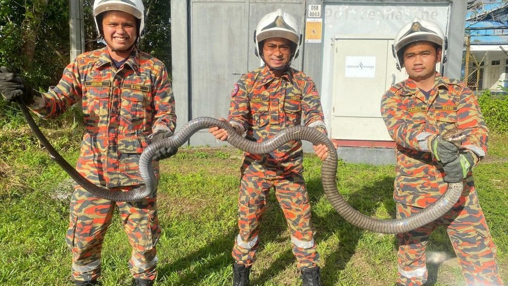 Limbang Firefighters Swiftly Catch 3-Metre Cobra in 10 Minutes 1 Limbang Firefighters Swiftly Catch 3-Metre Cobra in 10 Minutes