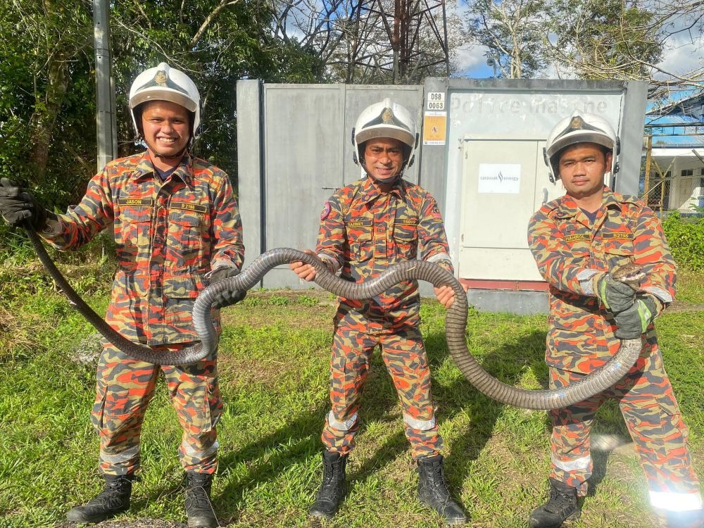 Limbang Firefighters Swiftly Catch 3-Metre Cobra in 10 Minutes 2 Limbang Firefighters Swiftly Catch 3-Metre Cobra in 10 Minutes