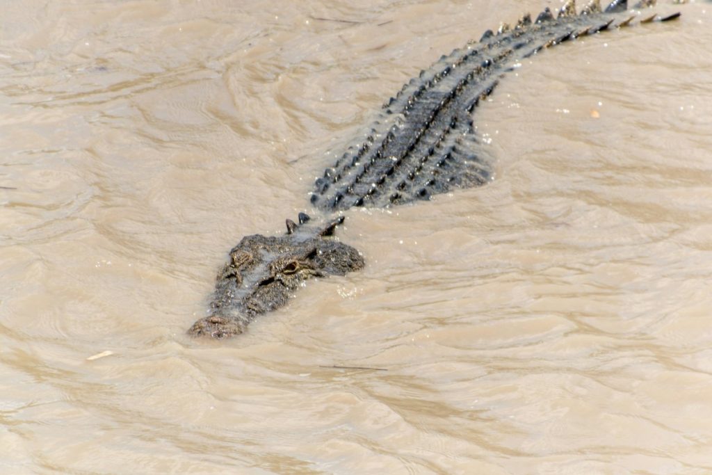 Rising Crocodile Conflicts in Sarawak Balancing Safety and Conservation