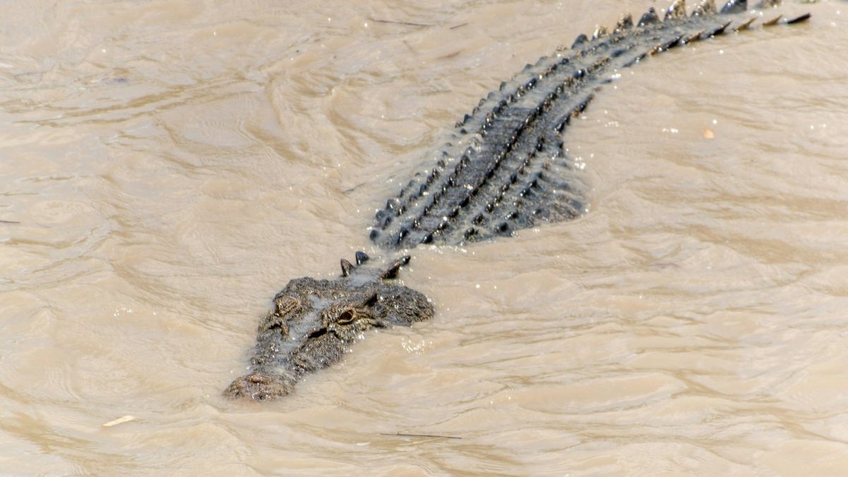 Rising Crocodile Conflicts in Sarawak Balancing Safety and Conservation
