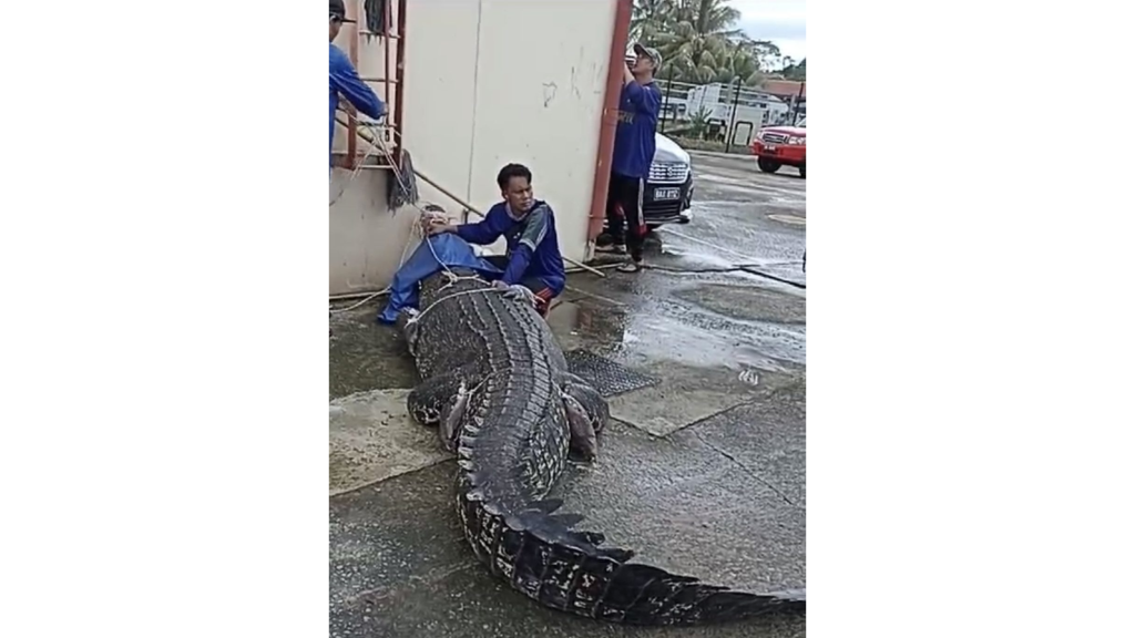 Two Large Crocodiles Captured in Lawas After Water Levels Rise