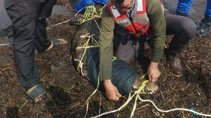 Crocodile Caught in Fishing Line Shocks Couple at Miri River
