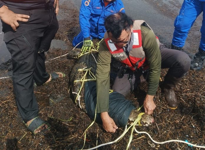 Crocodile Caught in Fishing Line Shocks Couple at Miri River