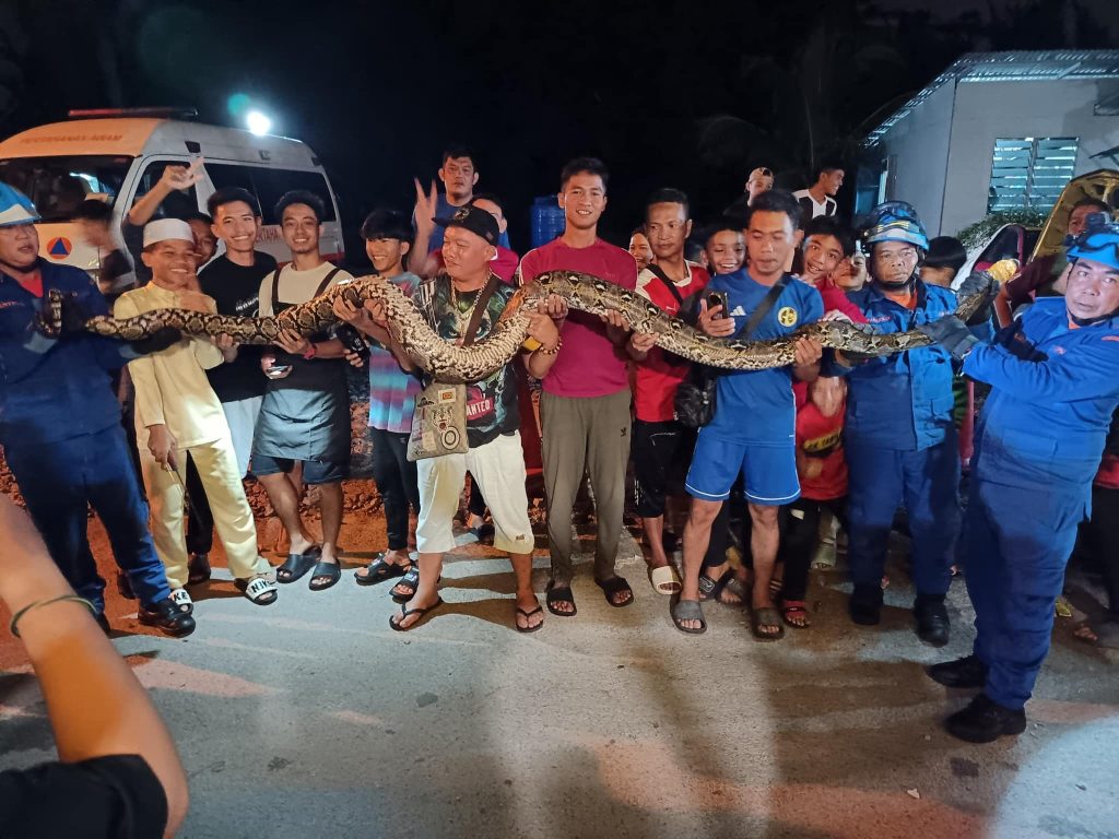 Massive 15-foot Python with 30 Eggs Found Under Taxi in Kuching