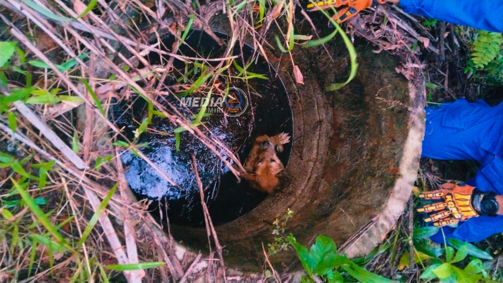 Stray Dog Rescued from 7-Foot Well in Miri by Alpha Squad