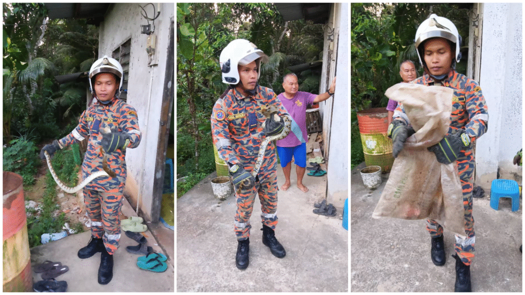 Firefighters Catch 3-Metre Python in Sarikei Village Kitchen
