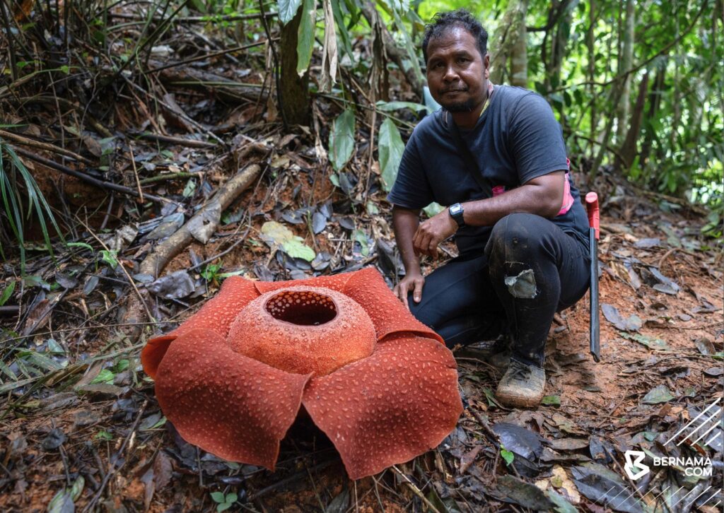 Rafflesia and Orang Asli: Preservation, Revival, and Challenges 2 Rafflesia and Orang Asli Preservation, Revival, and Challenges