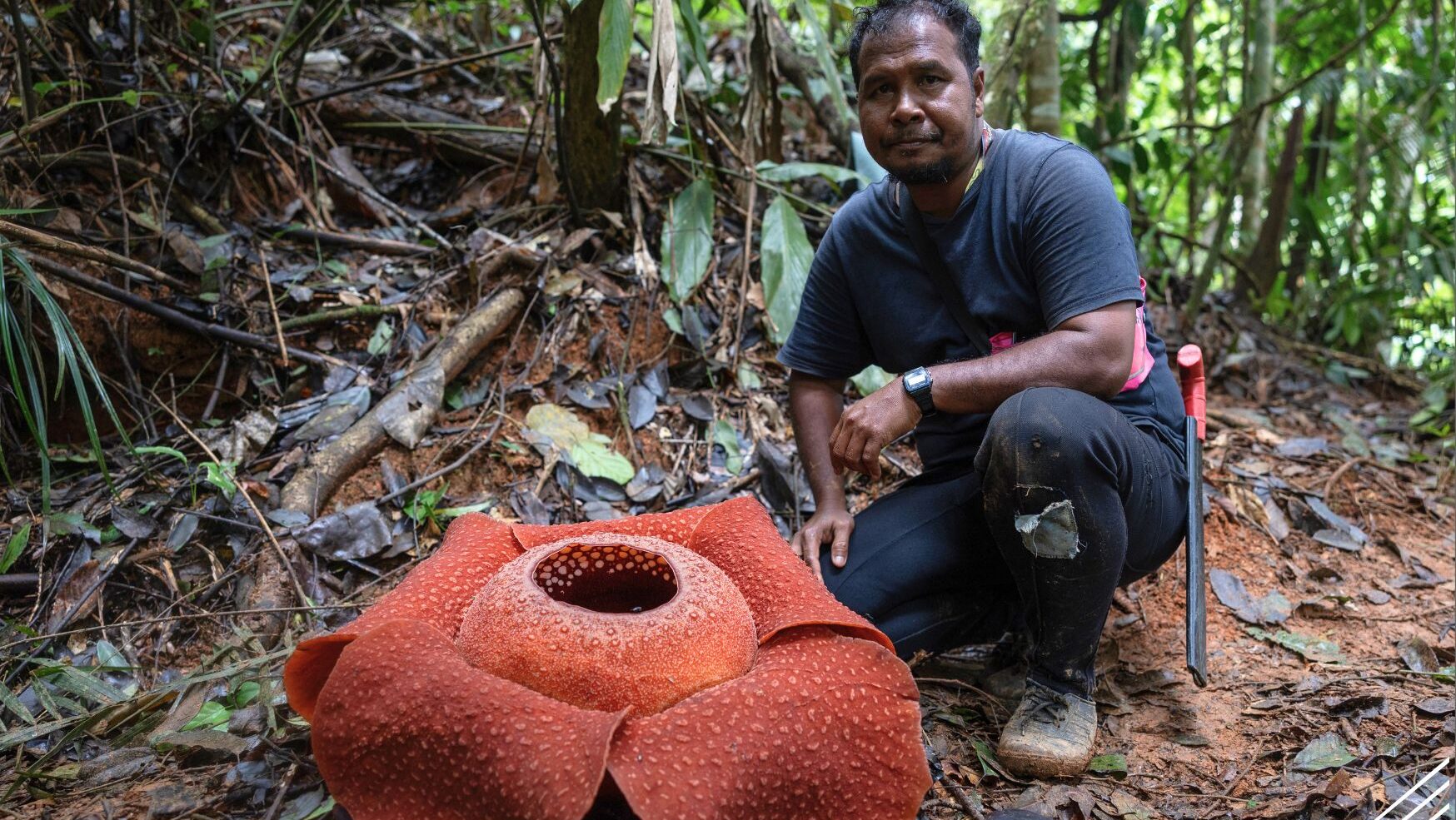 Rafflesia and Orang Asli: Preservation, Revival, and Challenges 1 Rafflesia and Orang Asli Preservation, Revival, and Challenges