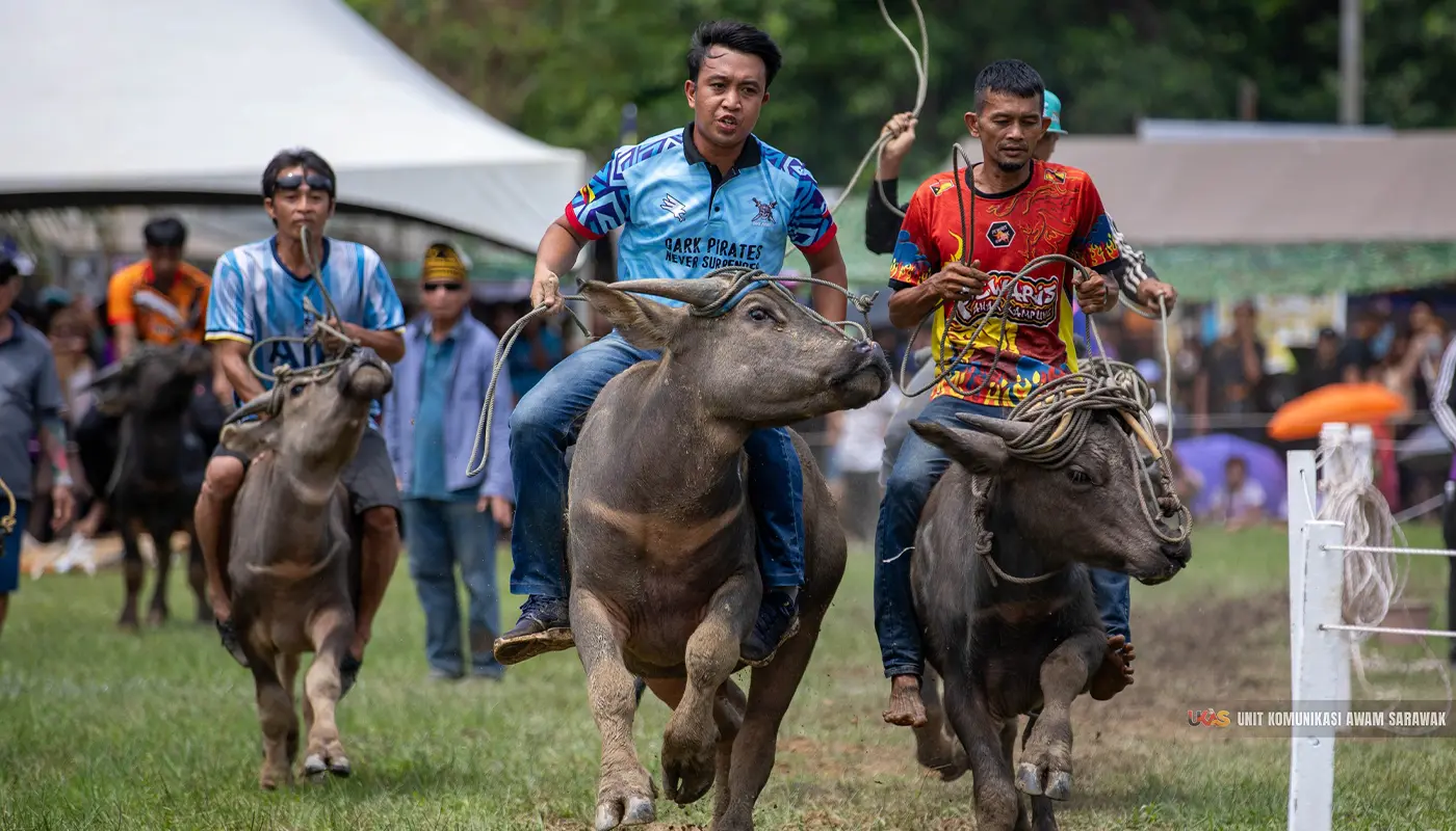 Babulang Festival Boosts Cultural and Tourism Growth in Limbang 1 Babulang Festival Boosts Cultural and Tourism Growth in Limbang