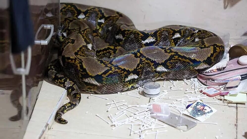 Giant 80kg Python Falls From Ceiling Onto Bed in Kuantan