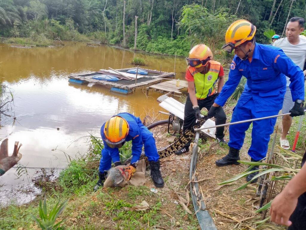 Six-Foot Crocodile Caught at Saratok Fish Pond by APM Team 2 Six-Foot Crocodile Caught at Saratok Fish Pond by APM Team