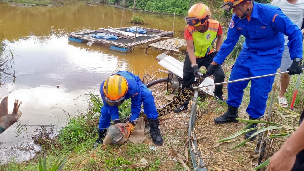 Six-Foot Crocodile Caught at Saratok Fish Pond by APM Team 1 Six-Foot Crocodile Caught at Saratok Fish Pond by APM Team