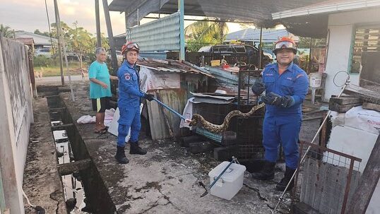 APM Sri Aman Captures 5-Foot Python After It Swallowed a Duck in Jalan Pasir Panas 1 APM Sri Aman Captures 5-Foot Python After It Swallowed a Duck in Jalan Pasir Panas