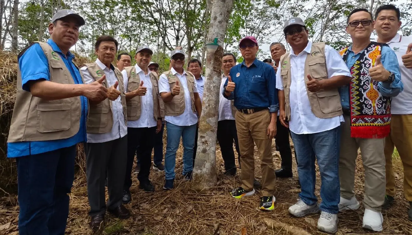 Sarawak Revamps Rubber Tapping with New Technique