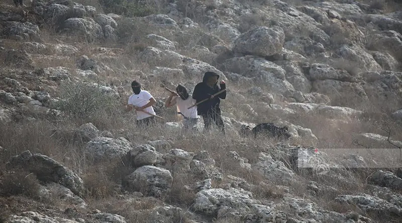 Settlers Assault Olive Pickers Near Jerusalem Amid Harvest Season 2 Jerusalem, Jerusalem News, Palestine, Palestine News, Israel, Israel News, West Bank, West Bank News