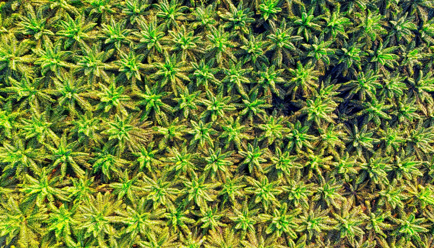 Jakarta, Jakarta News, Indonesia, Indonesia News, Palm Oil, Mining, Forest Encroachment, Prabowo Subianto, Global Commodities