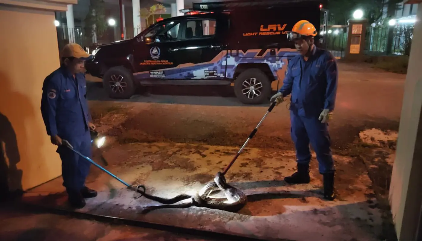Sarawak, Sarawak News, Sibu, Sibu News, APM, Snake Capture, Wildlife, Public Safety, Emergency Response