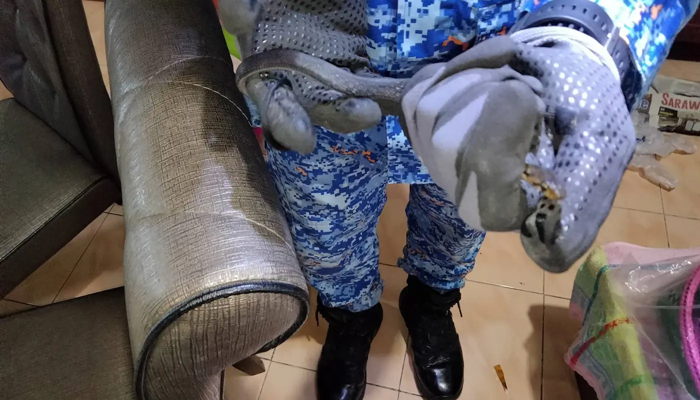 Sarawak, Sarawak News, Mukah, Mukah News, Snake Capture, Public Safety, APM Mukah, APM, APM Sarawak