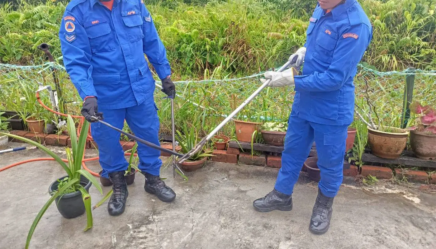 APM Mukah Safely Captures Cobra in a Residential Yard 1 Sarawak, Sarawak News, Mukah, Mukah News, APM, Snake Capture, Community Safety, Emergency Response
