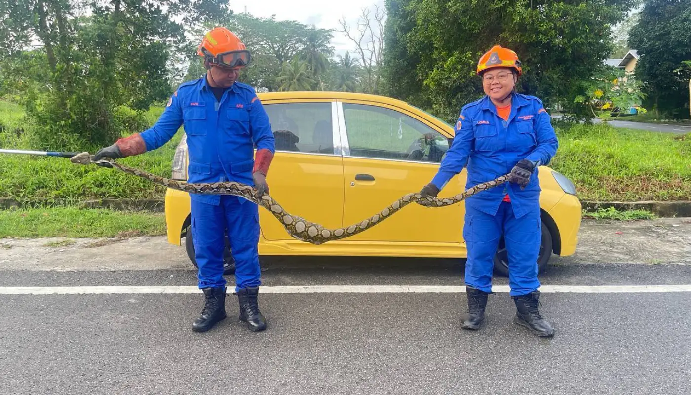 Civil Defence Officers Capture 2.5-Metre Python in Tanjung Manis 1 Sarawak, Sarawak News, Tanjung Manis, Tanjung Manis News, Python Snake, APM, APM Tanjung Manis, APM Sarawak