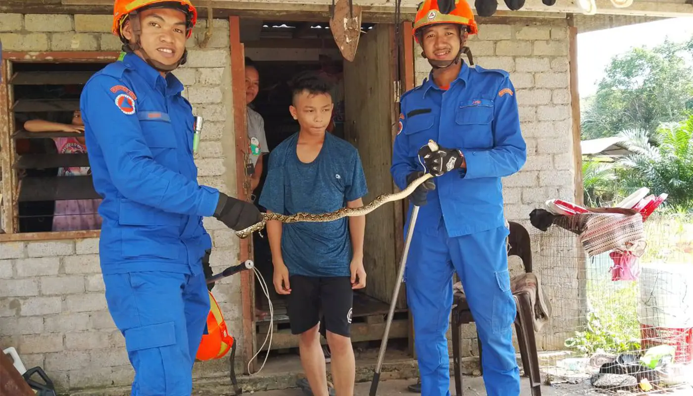 APM Debak Safely Captures Batik Python in Residential Home 1 Sarawak, Sarawak News, Debak, Debak News, Snake Capture, APM Debak, Public Safety