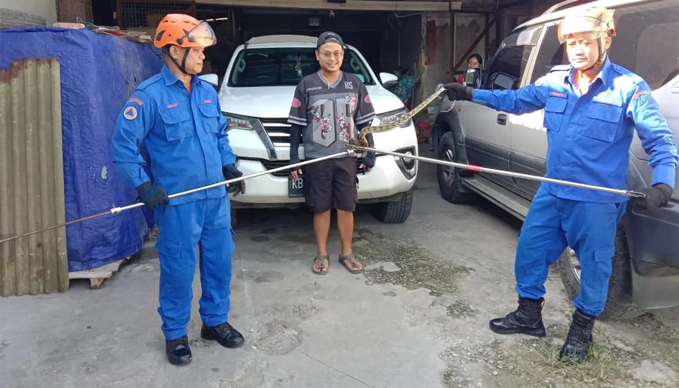 APM Lubok Antu Safely Removes Python From Local Store 1 Sarawak, Sarawak News, Lubok Antu, Lubok Antu News, Public Safety