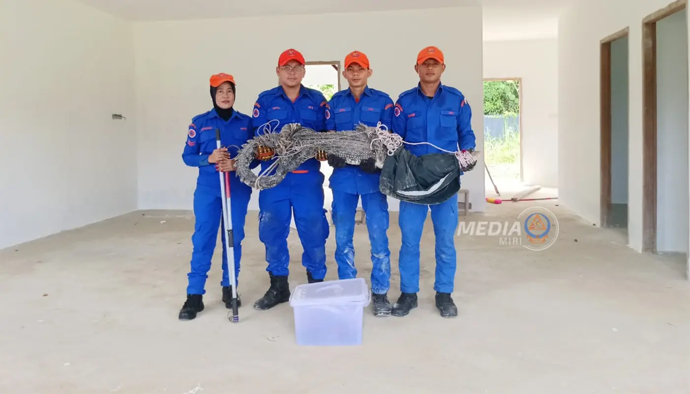 APM Miri Captures Crocodile in A House Under Construction 1 Sarawak, Sarawak News, Miri, Miri News, Crocodile Capture, Wildlife Safety, APM Miri