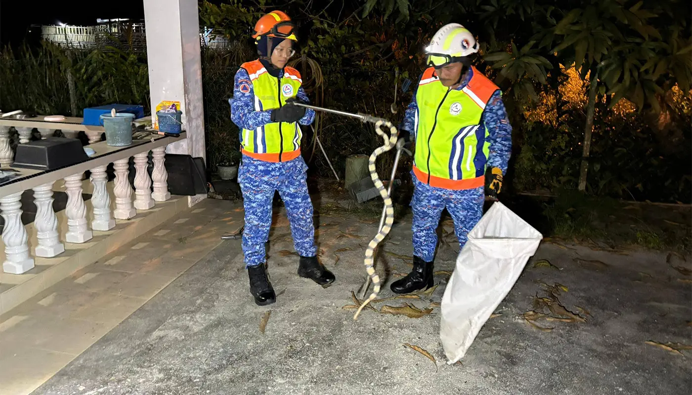 Sarawak, Sarawak News, Mukah, Mukah News, Snake Capture, Public Safety, APM Mukah
