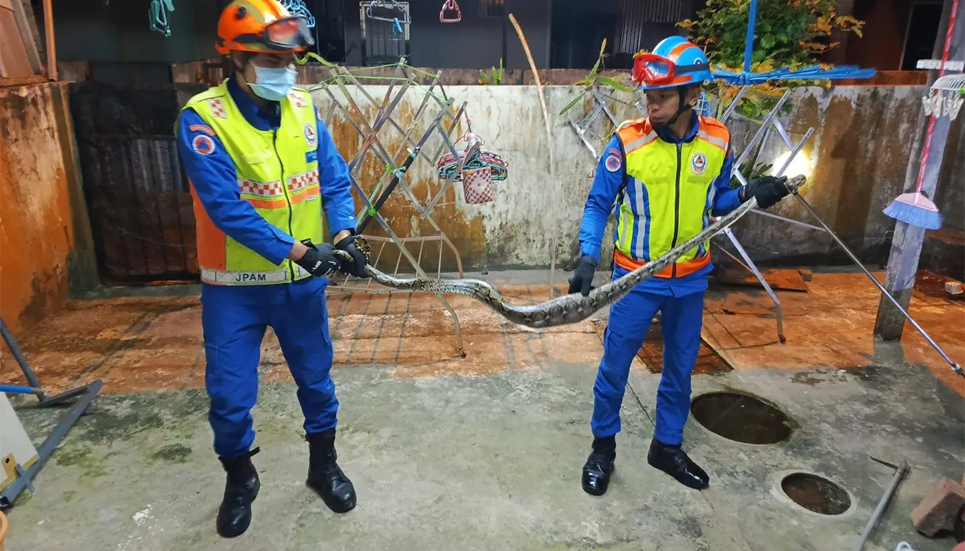 APM Mukah Captures 2-Metre Batik Python Safely 1 Sarawak, Sarawak News, Mukah, Mukah News, Snake Capture, Public Safety, APM Mukah