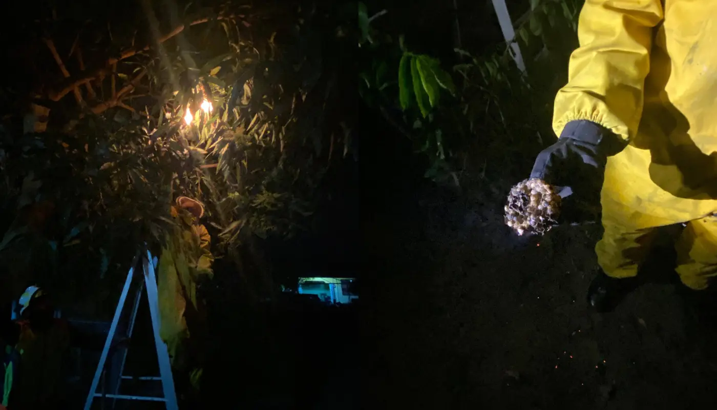 APM Mukah Destroys Wasp Nest Safely in A Local Operation 1 Sarawak, Sarawak News, Mukah, Mukah News, APM, Public Safety, Emergency Response
