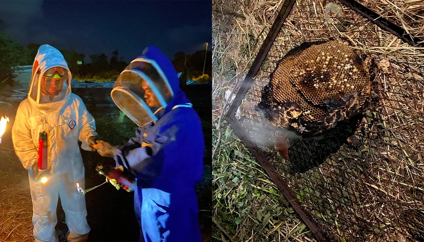 APM Mukah Safely Destroyed A Massive Wasp Nest 1 Sarawak, Sarawak News, Mukah, Mukah News, APM Mukah, Wasp Nest