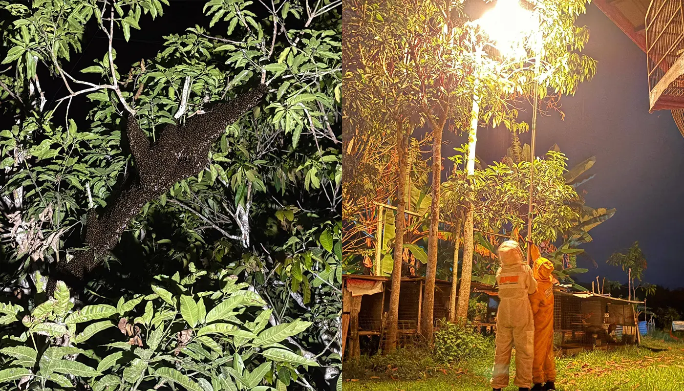 Sarawak, Sarawak News, Mukah, Mukah News, Public Safety, APM Mukah, Insect Nest