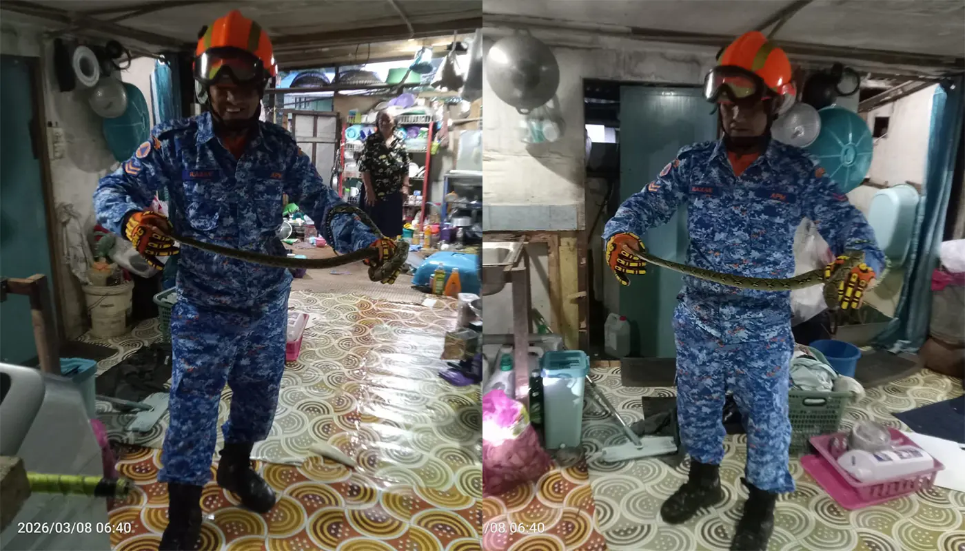 Sarawak, Sarawak News, Matu, Matu News, Snake Capture, Public Safety