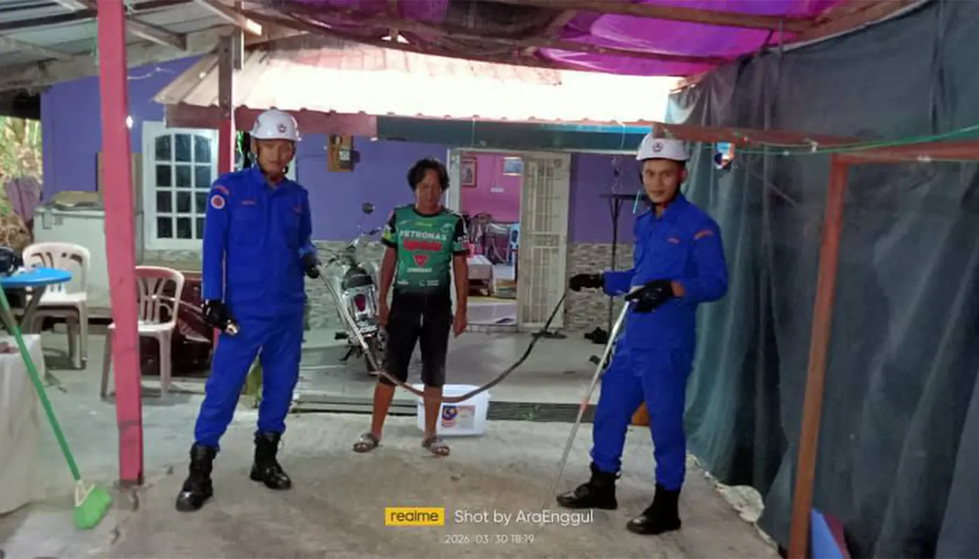 Sarawak, Sarawak News, Saratok, Saratok News, Snake Capture, Public Safety, APM Saratok