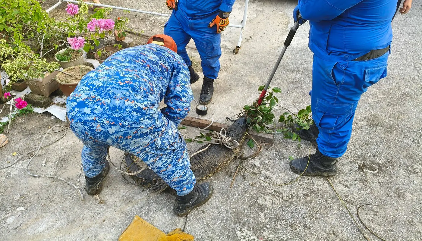 APM Sarikei Captures 6-Foot Crocodile in a Residential Area 1 Sarawak, Sarawak News, Sarikei, Sarikei News, Crocodile Capture, Public Safety