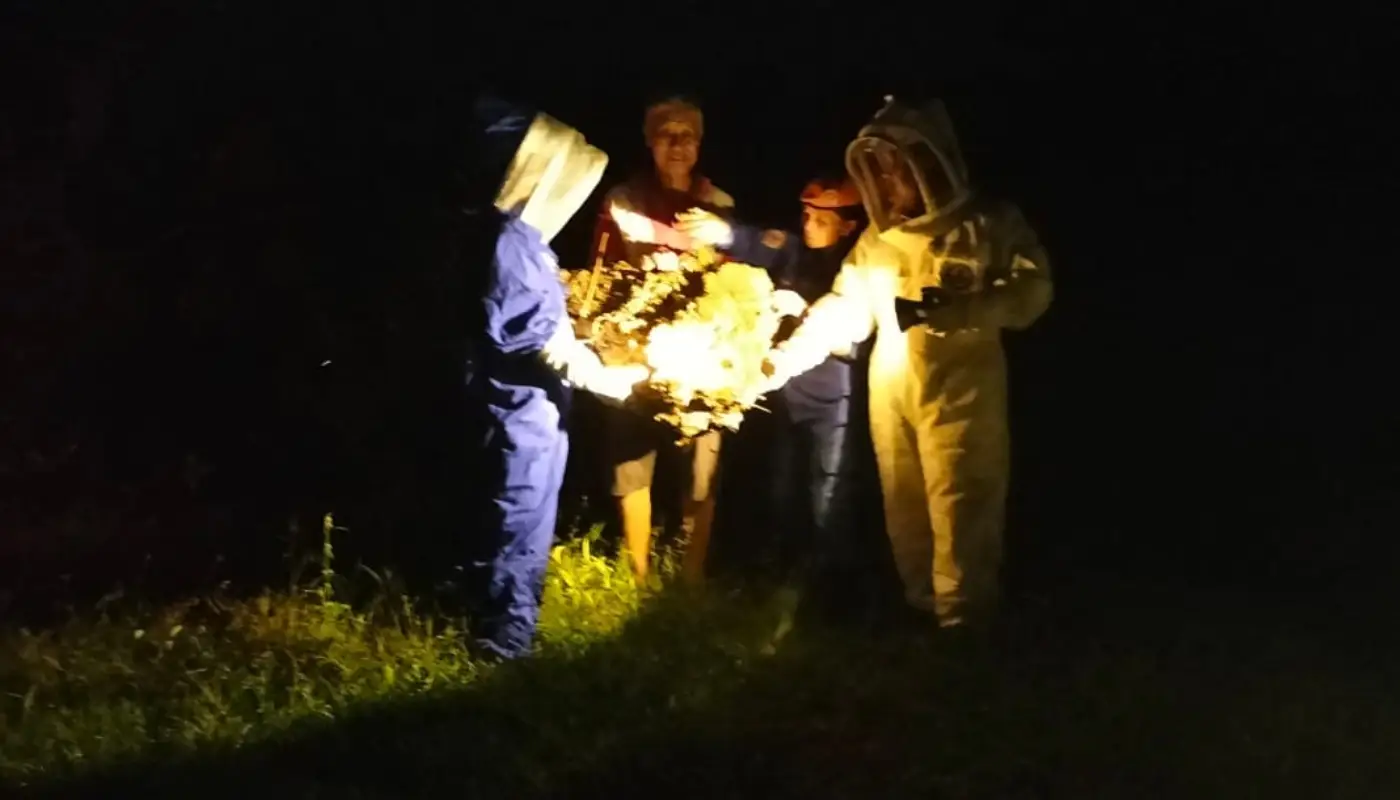 Sarawak, Sarawak News, Kanowit, Kanowit News, public safety, wasp nest, APM Kanowit