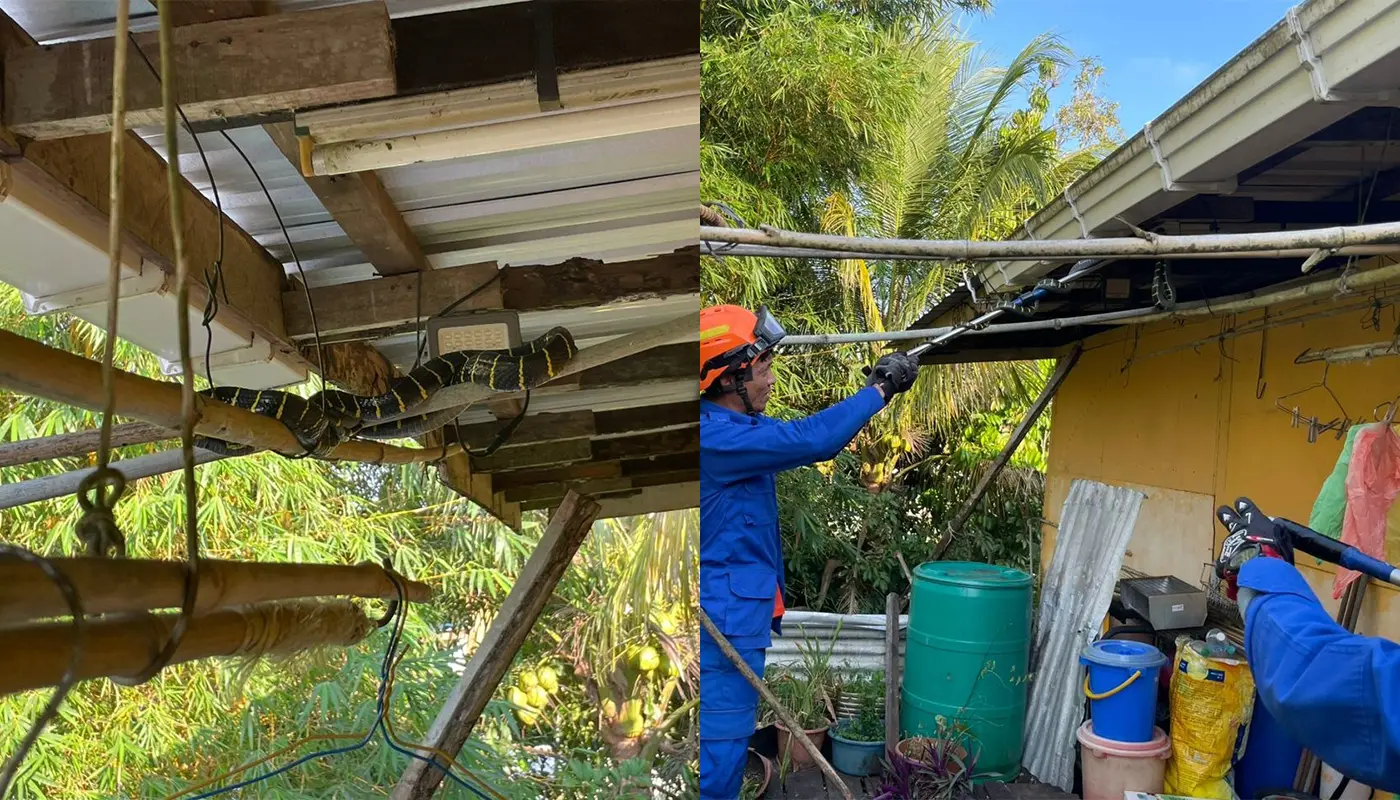 1.5-Meter Golden Ring Snake Captured in Belawai Backyard by APM Tanjung Manis 1 Sarawak, Sarawak News, Belawai, Tanjung Manis, APM Tanjung Manis, Snake Capture, Public Safety, Golden Ring Snake