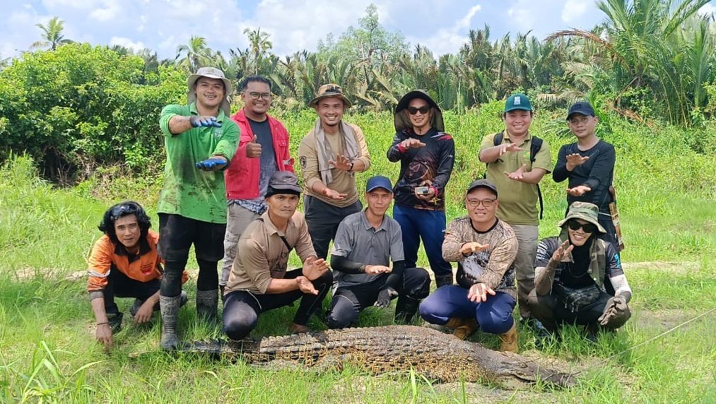 109 Baby Crocodiles, Eggs Removed in Tanjung Tuang Operation 1 109 Baby Crocodiles, Eggs Removed in Tanjung Tuang Operation