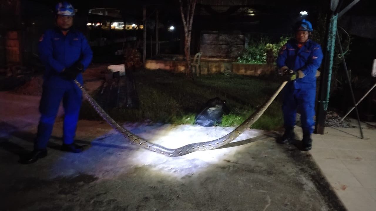 7-Foot Python Caught by APM in Kuching Home Yard 1 7-Foot Python Caught by APM in Kuching Home Yard