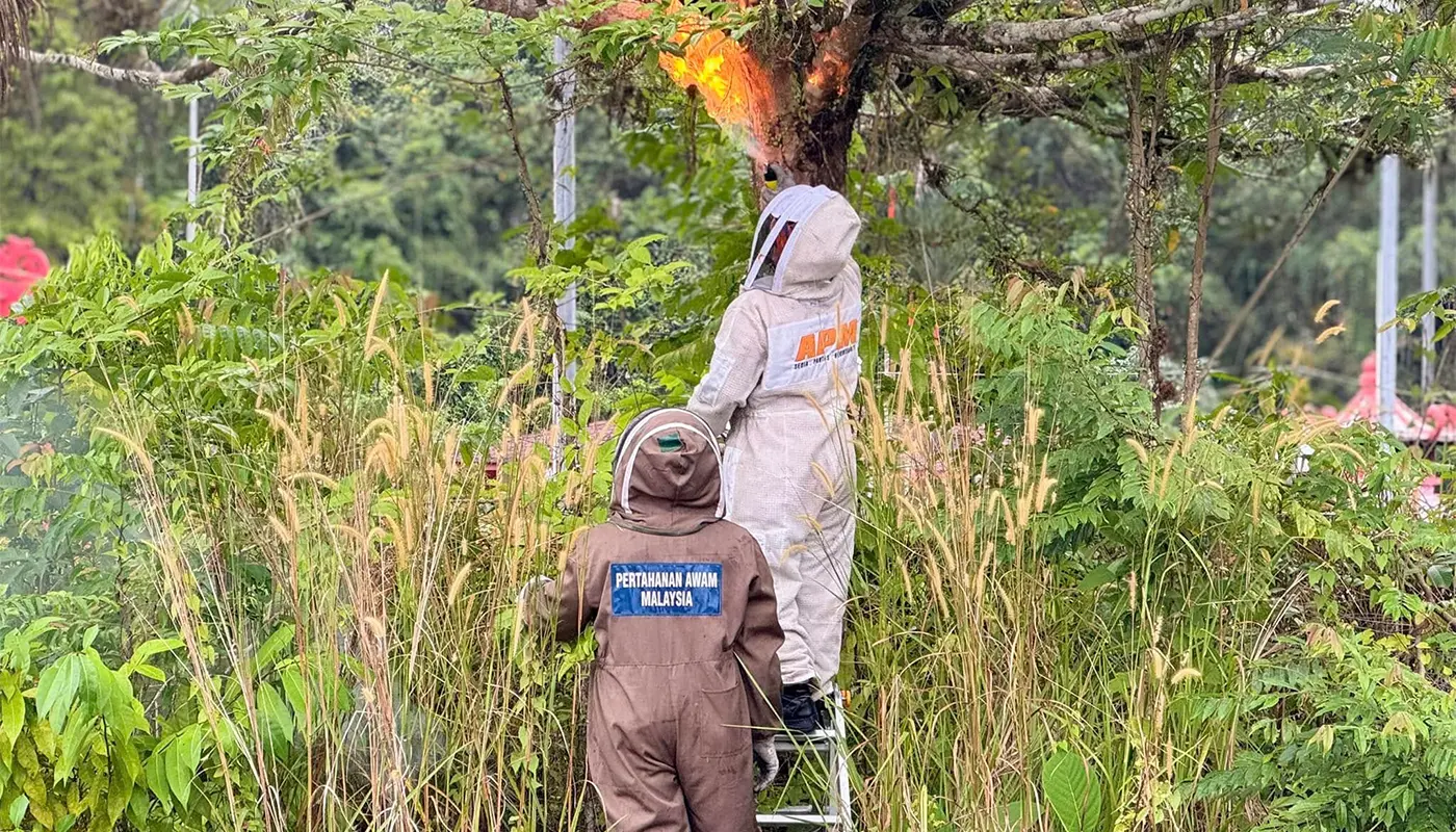APM Bau Removes Bee Nest from District Education Office 1 Sarawak, Sarawak News, Bau, Bau News, APM Bau, Emergency Response, Public Safety, Bee Nest Removal