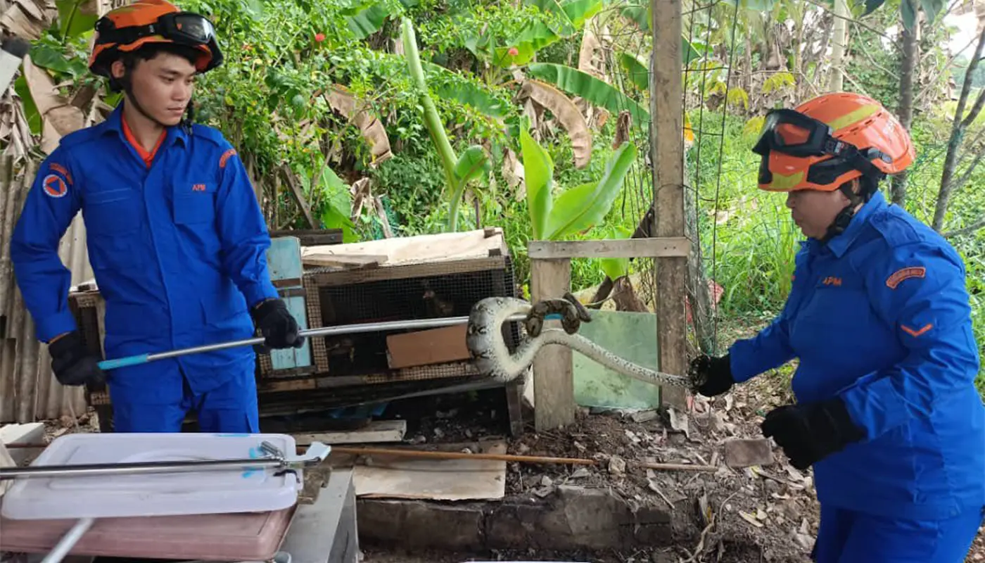 Sarawak, Sarawak News, Betong, Betong News, Civil Defence, Wildlife, Snake Capture, Public Safety
