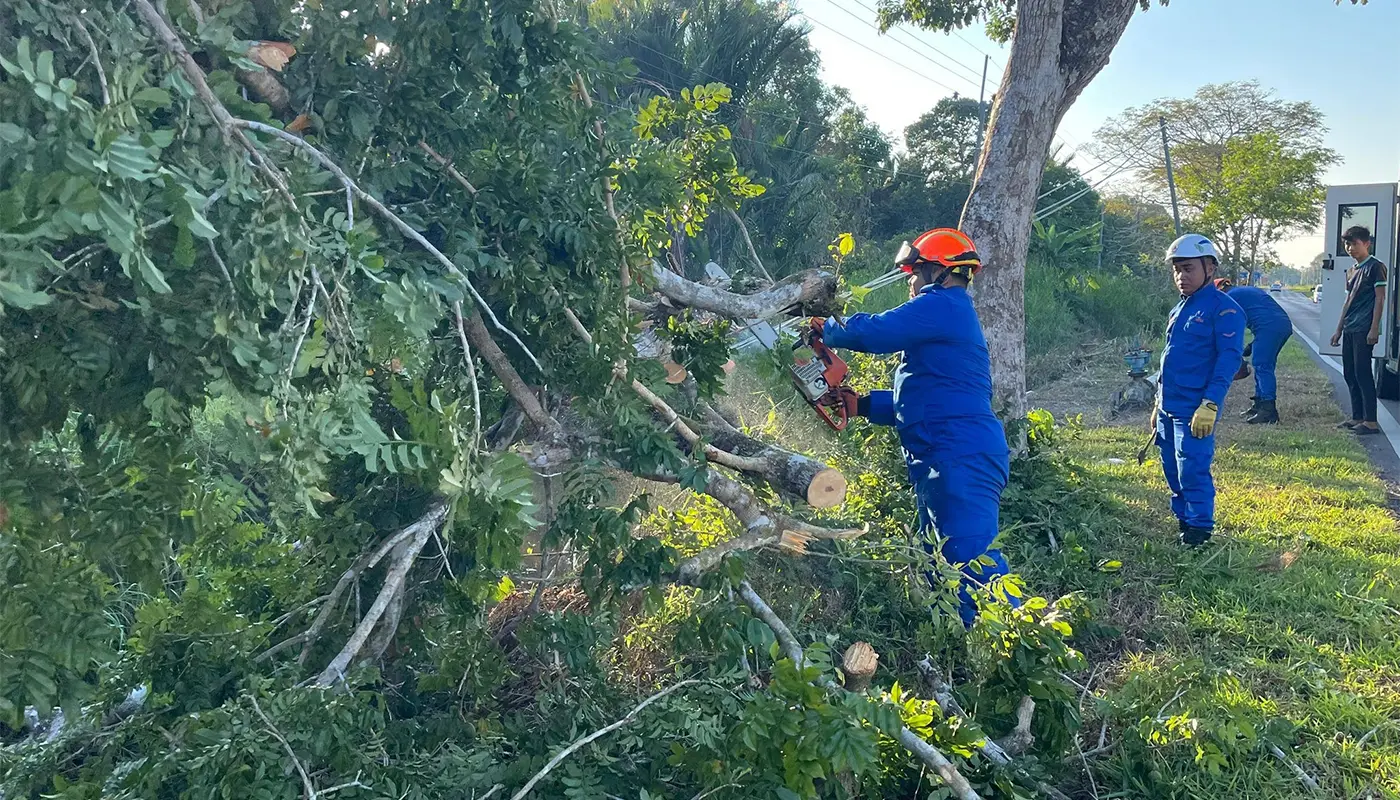 Sarawak, Sarawak News, Dalat, Dalat News, APM Dalat, Fallen Tree