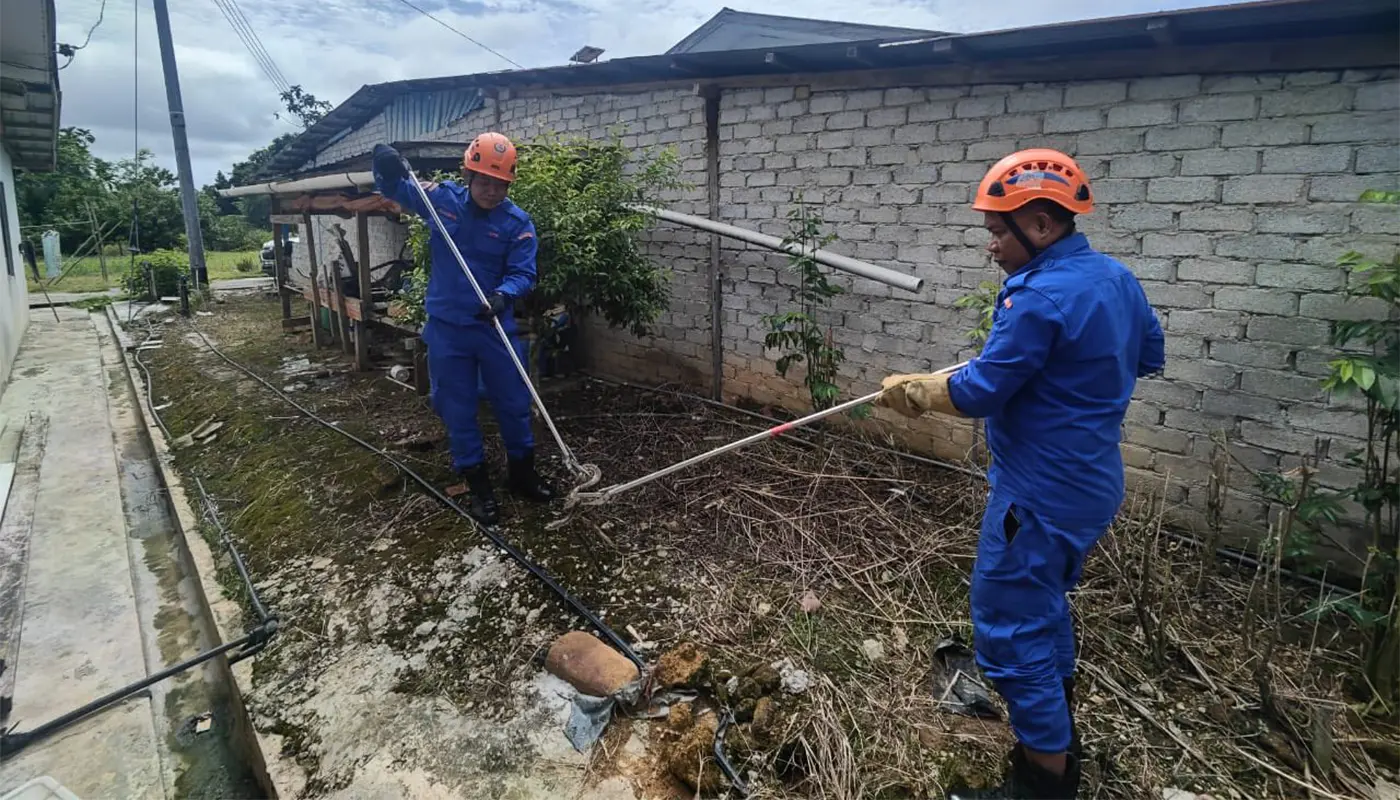 APM Lubok Antu Team Safely Captures Python in A Backyard 1 Sarawak, Sarawak News, Lubok Antu, Lubok Antu News, Wildlife, Snake Capture, Civil Defence, Public Safety