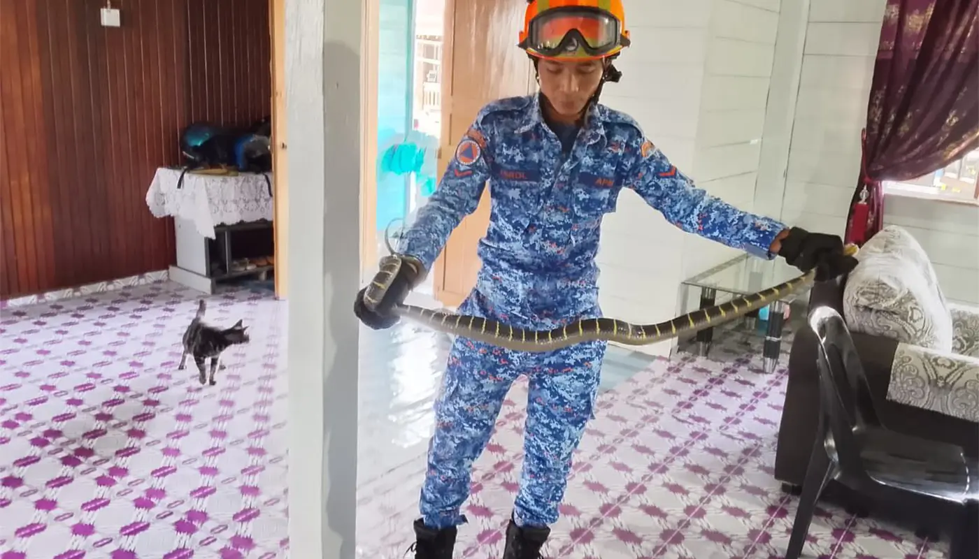 APM Matu Captures Python in Muut Sekaan Besar Village 1 Sarawak, Sarawak News, Matu, Matu News, Civil Defence, Wildlife, Public Safety