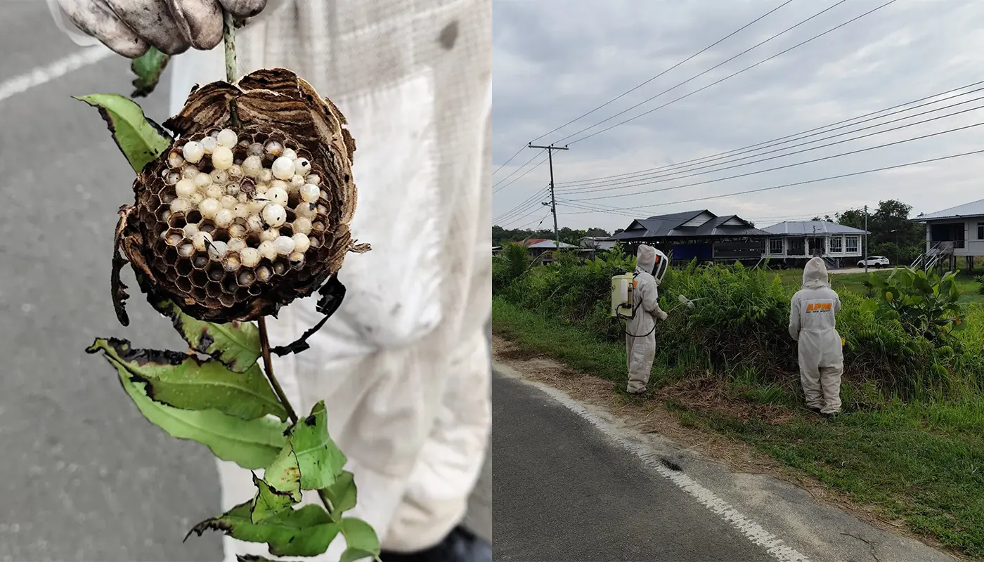 APM Matu Eliminates Wasp Nest at Treng Sekaan Village 1 Sarawak, Sarawak News, Matu, Matu News, APM Matu, Public Safety, Wasp Nest, Treng Sekaan Village