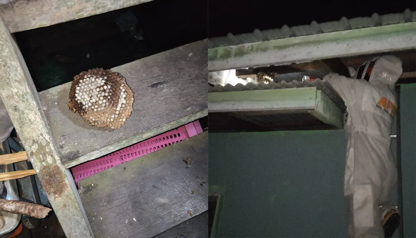 Sarawak, Sarawak News, Matu, Matu News, Kampung Tian, Wildlife, Public Safety, Emergency Response, Insect Nest Removal