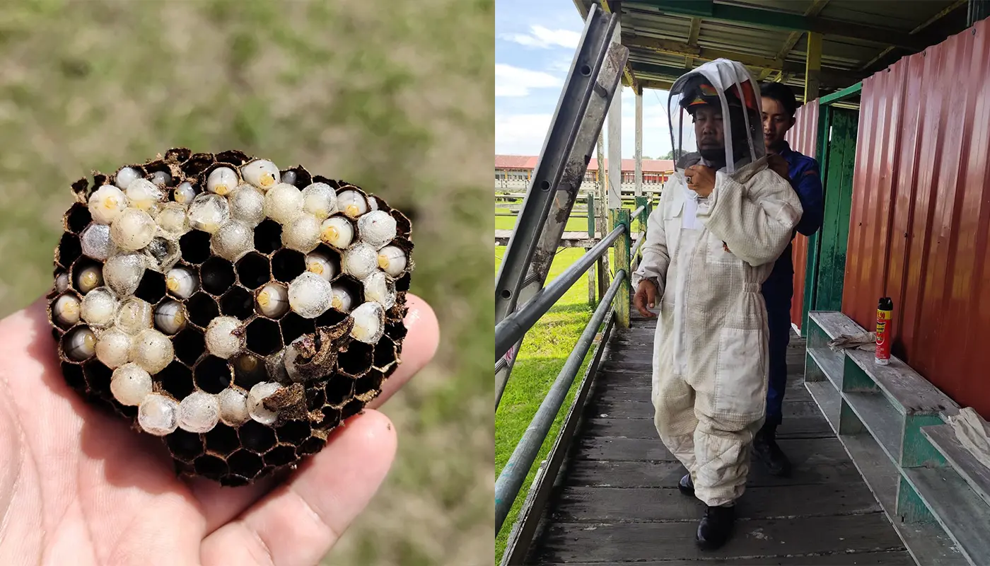 APM Matu Safely Removes Wasp Nests at SMK Matu 1 Sarawak, Sarawak News, Matu, Matu News, APM, School Safety, Emergency Response, SMK Matu, Wasp Nest Removal