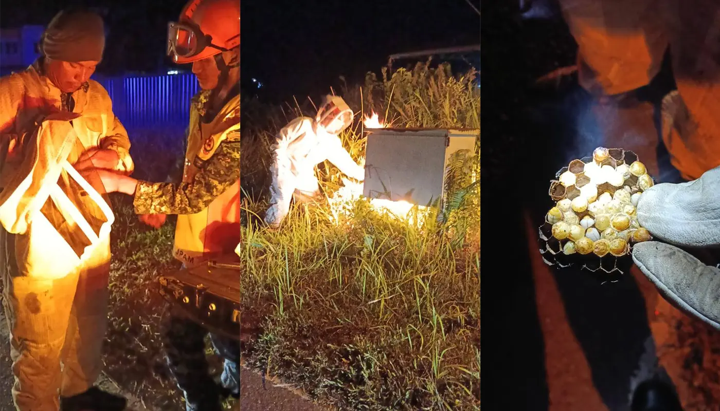 Sarawak, Sarawak News, Mukah, Mukah News, APM Mukah, Hornet Nest, Ground Hornet