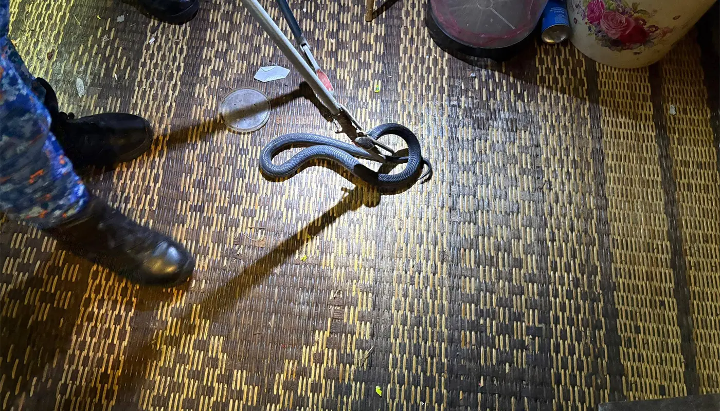APM Mukah Safely Captured A Black Cobra Found in Kitchen 1 Sarawak, Sarawak News, Mukah, Mukah News, APM Mukah, Snake Capture, Public Safety, Emergency Response