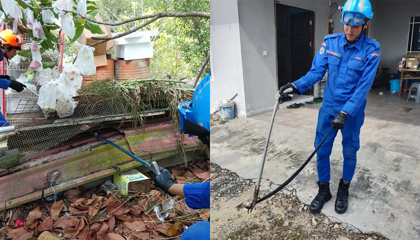 APM Mukah Safely Captured Black Cobra in A Backyard 1 Sarawak, Sarawak News, Mukah, Mukah News, Public Safety, Civil Defence, Wildlife Rescue